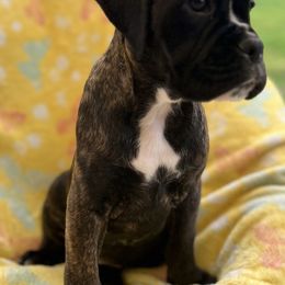 Boxer Puppies from Von Royal Dell’Infinite