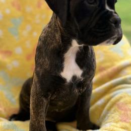 Boxer Puppies from Von Royal Dell’Infinite