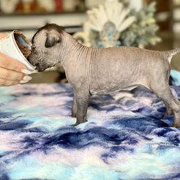 Tlazohtzin - Black Xoloitzcuintli puppy in Victorville, California from Elegancia Vintage Xoloitzcuintle