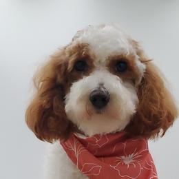 Honey - Poodle