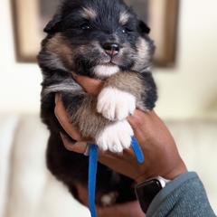 Blue Boy - Blue male Finnish Lapphund puppy in Redding, California from AlpenGlō Kennels