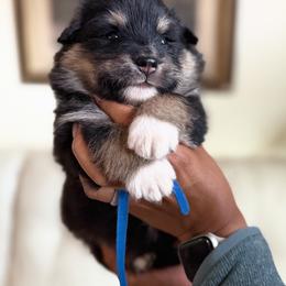 Blue Boy - Blue male Finnish Lapphund puppy in Redding, California from AlpenGlō Kennels