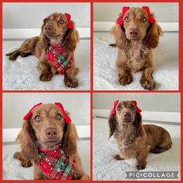 Dachshund puppies from Journey’s End Dachshunds