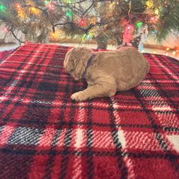 Girl 1 - female Goldendoodle puppy in Morriston, Florida from Florida's Joyful Goldendoodles