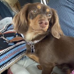 Lottie Mae - Dachshund
