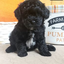 Pongo - Black Maltipoo puppy in Mabelvale, Arkansas from Durham's Designer Poos