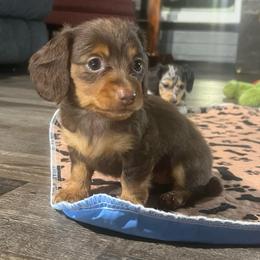 Cinnamon - Chocolate and tan female Dachshund puppy in Arthur, Illinois from Chupp’s Puppies