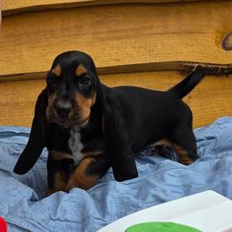 Ms. Grant - Black brown and white female Basset Hound puppy in Big Rapids, Michigan from Basket Hound Bassets