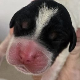 Sky - Blue belton and tan (tri-color) female English Setter puppy in Morrice, Michigan from Wild Bird Setters