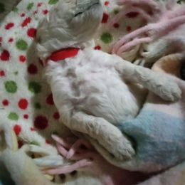 Poodle Puppies from Hickory Hills Poodles