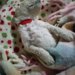 Poodle Puppies from Hickory Hills Poodles