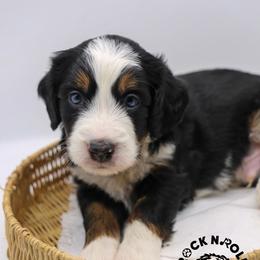 Lake - Tri-color male Bernedoodle puppy in Edmond, Oklahoma from Rock N Roll Doodles