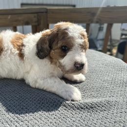 Shamrock-male - Parti male Poodle puppy in Scottsville, Kentucky from Barren River Bernedoodles and Poodles