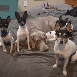 Toy Fox Terrier puppies from Bee'Em Sea Kennel