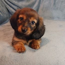Peanut - Dachshund
