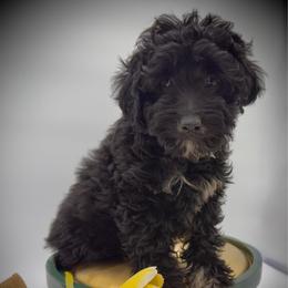 Onyx - Black male Goldendoodle puppy in Erda, Utah from Goldendoodles Utah| All sizes| Erda, Utah