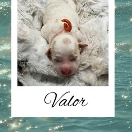 Valor - Parti male Goldendoodle puppy in Horner, West Virginia from Deer Creek Goldens of WV