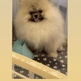 Puppy - Cream sable female Pomeranian puppy in Salem, Oregon from BP PUPS
