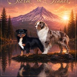 Miniature American Shepherd puppies from Casita Miniature American Shepherds