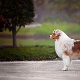 Boom - Australian Shepherd