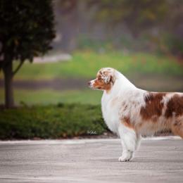 Boom - Australian Shepherd
