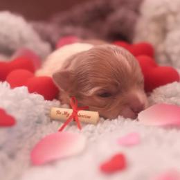 Chase (lavender) - Blue and white male Chihuahua puppy in Seneca, Missouri from Stephanie’s Puppy Colony