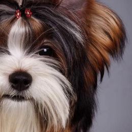 Biewer Terriers and Yorkshire Terriers from Puppy boutique