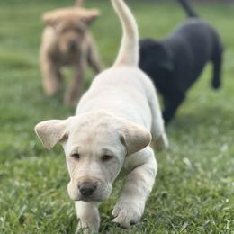Labrador Retriever Puppies from Knotty Creek Labradors
