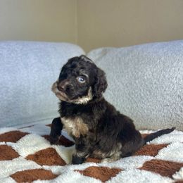 Nala - Merle female Goldendoodle puppy in Palmetto Bay, Florida from SOMIDOODLES