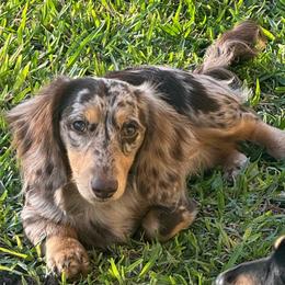 Thor - Dachshund