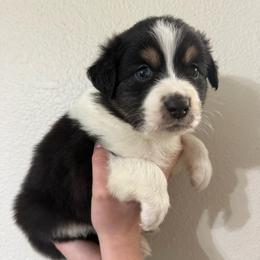 Oasis - Black tri-color male Australian Shepherd puppy in Weeki Wachee, Florida from Ace of Spades Australian Shepherds