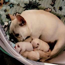 La-Di-Da - Bulldog