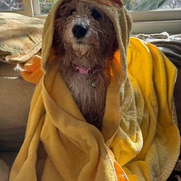 Goldendoodle All Grown Up from Golden Hearted Goldendoodles