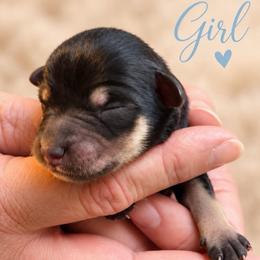 Luna - Black and silver female Miniature Schnauzer puppy in Hull, Georgia from Ardent Miniature Schnauzers of Athens