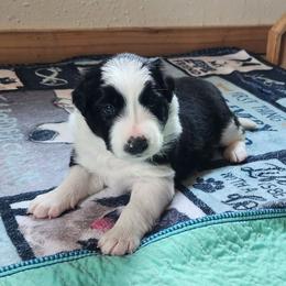 Hawk - Black and white male Border Collie puppy in Morgan, Texas from Shooting Star Ranch
