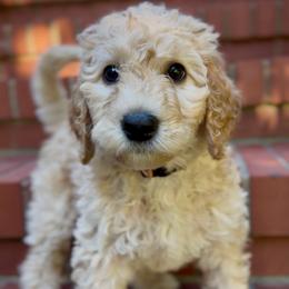 Daisy - Apricot female Goldendoodle puppy in Asheboro, North Carolina from Magnolia Farm Doodles