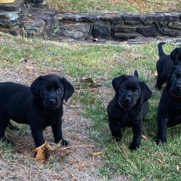 Labrador Retriever Puppies from Champion Retrievers, Inc