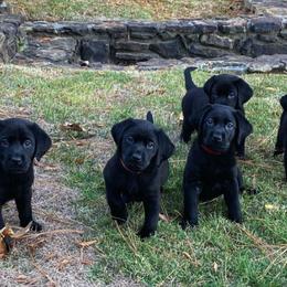 Labrador Retriever Puppies from Champion Retrievers, Inc