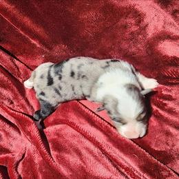 Boss Hogg - Blue merle male Australian Shepherd puppy in Blairsville, Georgia from Georgia Peach Aussies