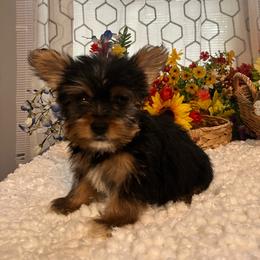 LIttle Harley - Black and tan male Yorkshire Terrier puppy in Elgin, South Carolina from Silver Bells Paw Prints