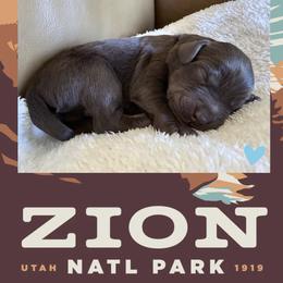 Zion - Chocolate male Labradoodle puppy in Lubbock, Texas from Lucky Labradoodles