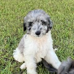 Aussiedoodles, Miniature Australian Shepherds, and Toy Australian Shepherds from Brandilyn's Aussies