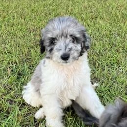 Aussiedoodles, Miniature Australian Shepherds, and Toy Australian Shepherds from Brandilyn's Aussies