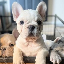 Layla - Cream female French Bulldog puppy in Seneca, South Carolina from Burrell’s Bulldog Kingdom