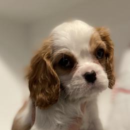 Cavalier King Charles Spaniel Puppies from Ridgefield Cavaliers