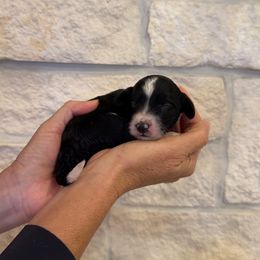 Jovie - Black and white female Bernedoodle puppy in Yuba City, California from Ranch House Doodles