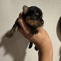 Milo - Black and tan male Yorkshire Terrier puppy in Aurora, Colorado from Lavish Yorkies