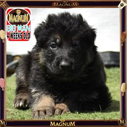 MAGNUM -- IS PURE QUALITY - Black and tan male German Shepherd puppy in Murrieta, California from Diamond Oaks German Shepherds