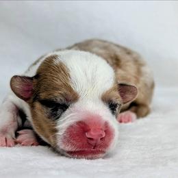 Finn - Sable merle and white male American Corgi puppy in Clarksville, Tennessee from Cold Creek Family Farm LLC