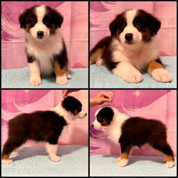 Black tri male - Black tri-color male Australian Shepherd puppy in Castle Rock, Washington from Zoolo Kennels “HOF”
